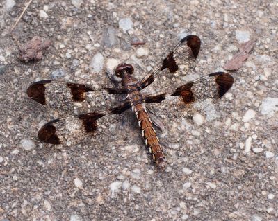 Insects, Arachnids and Arthropods, Reptiles