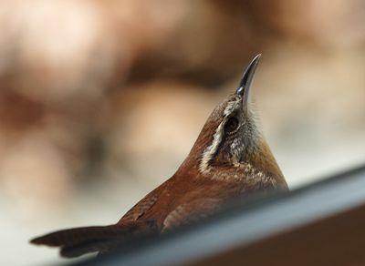 Birds,  Squirrels & Chipmunks - Mostly Through My Windows