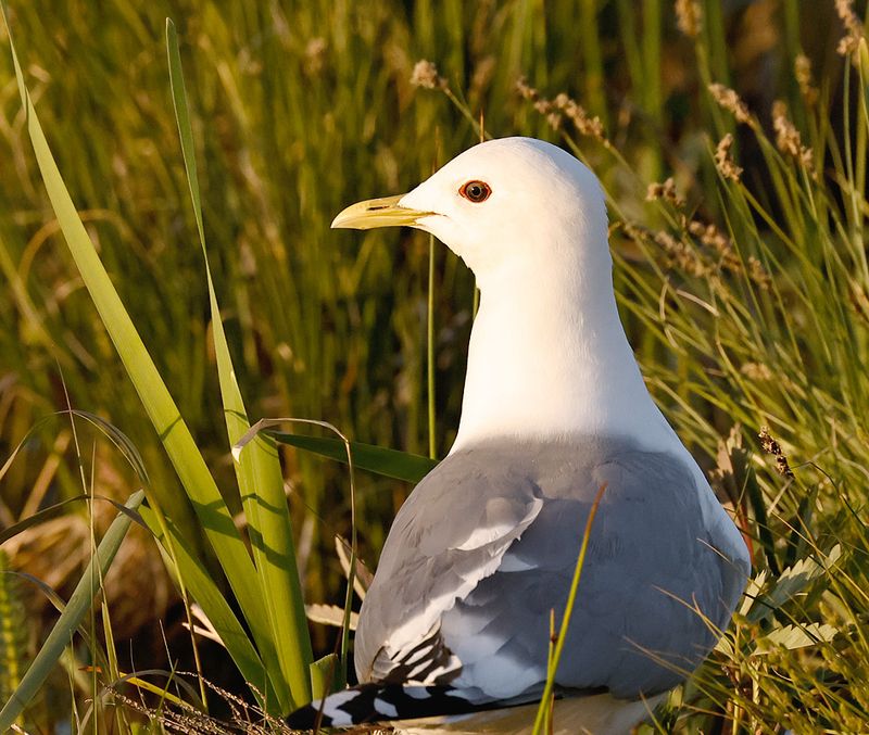 Short-billed Gull 