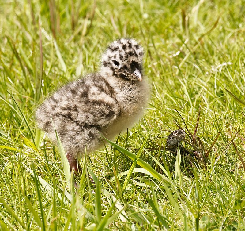 Short-billed Gull Chick