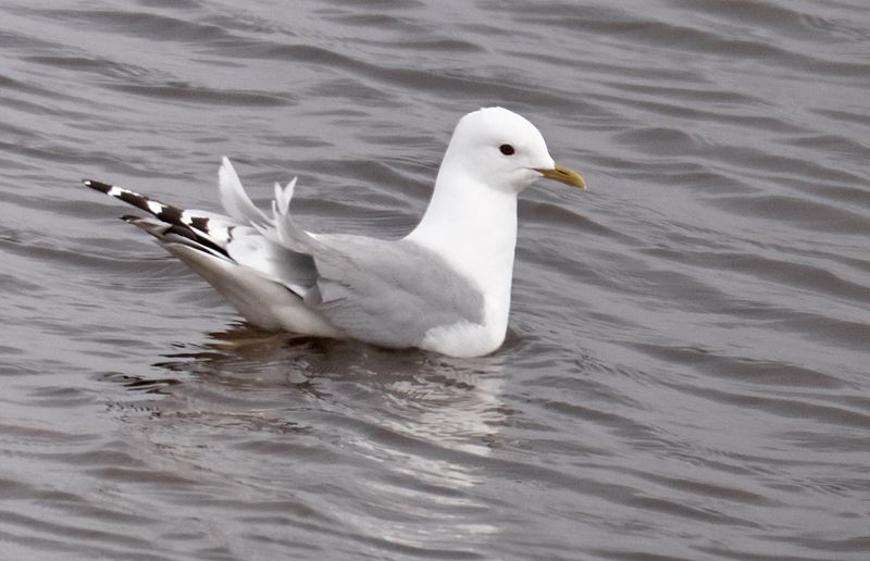 Short-billed Gull