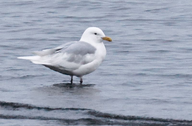 Short-billed Gull 