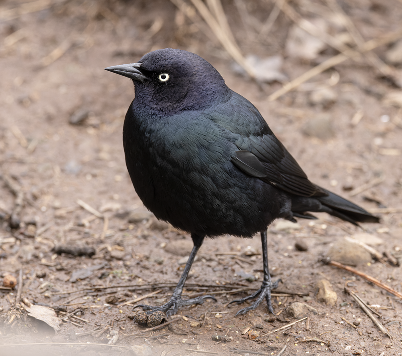 orioles_and_blackbirds