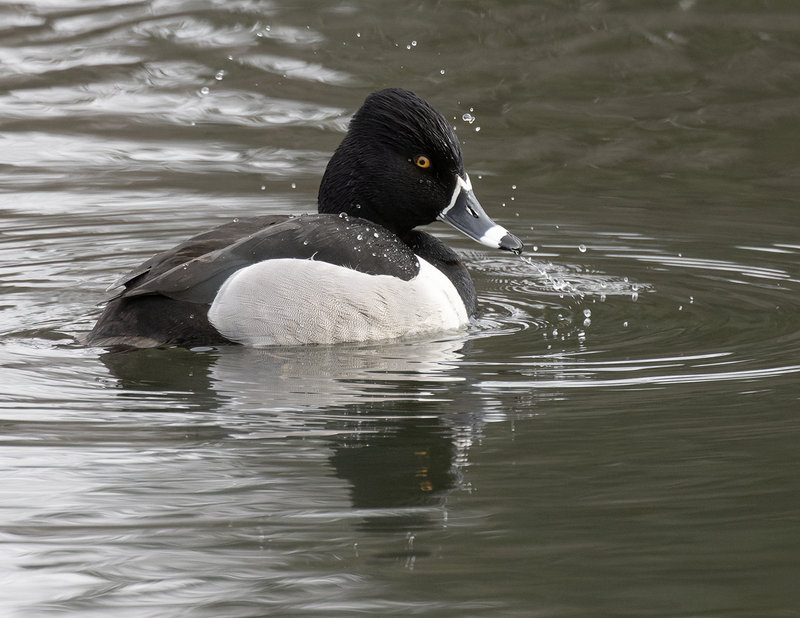 Ring-necked Duck 