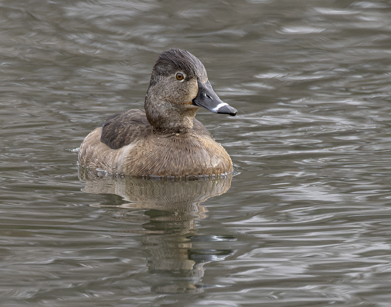 Ring-necked Duck