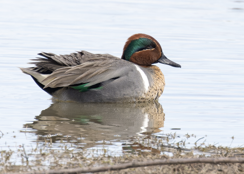 Green-winged Teal 