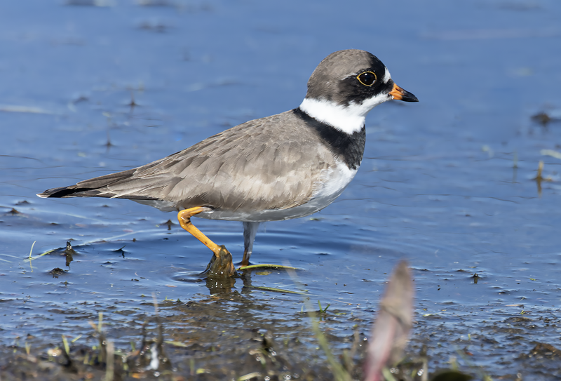 Semi-palmated Plover