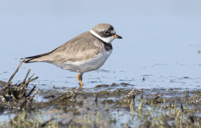 Semi-palmated Plover