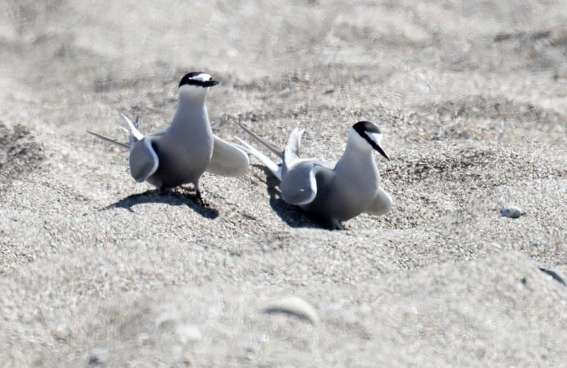 Aleutian Tern 