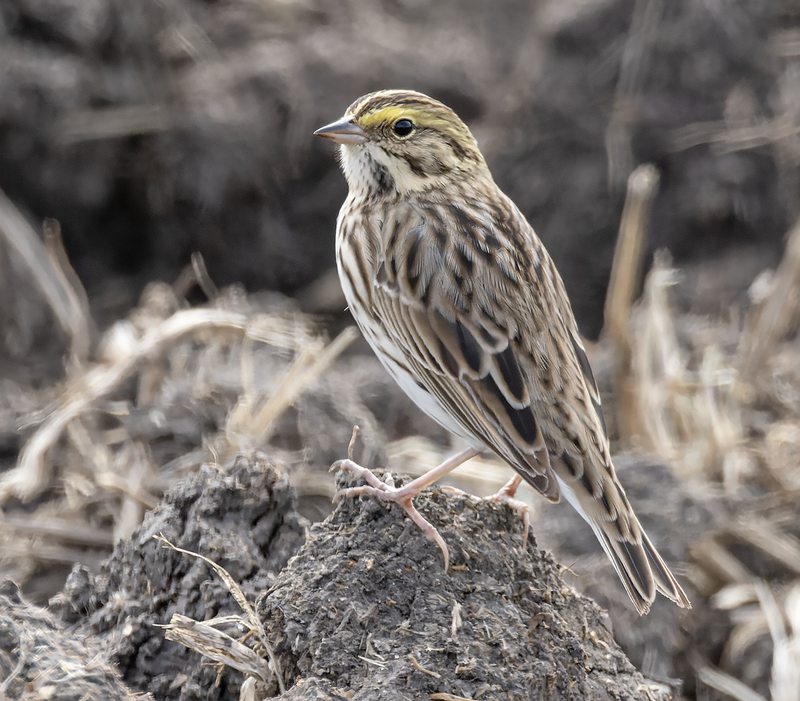 Savannah Sparrow