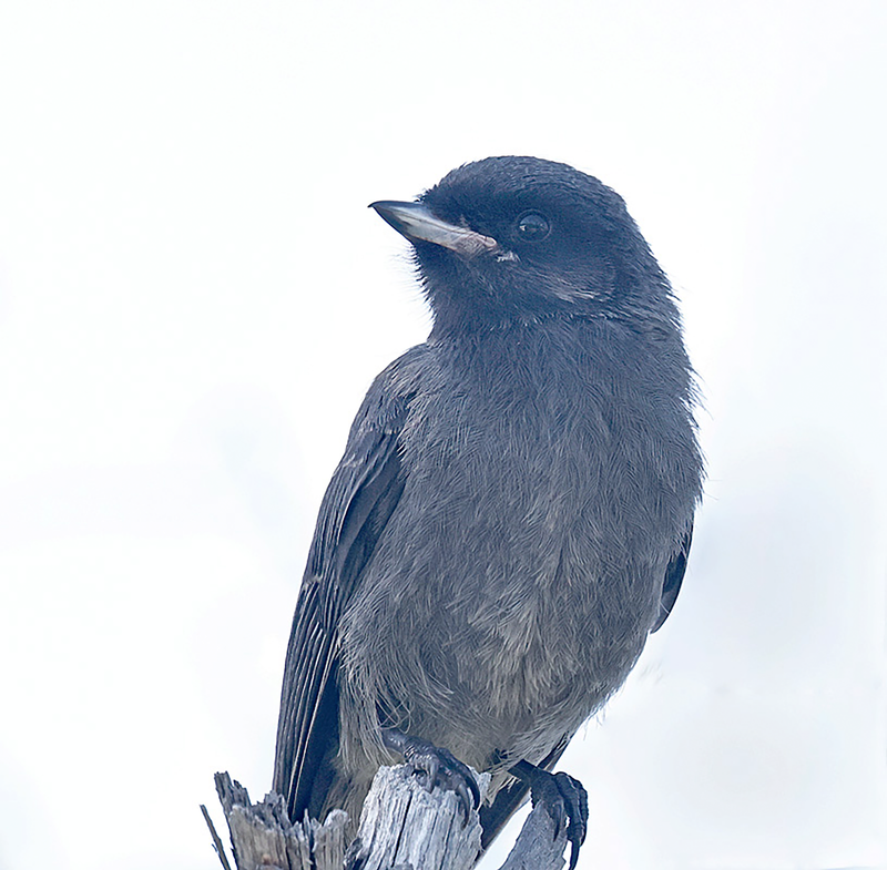 Canada Jay 