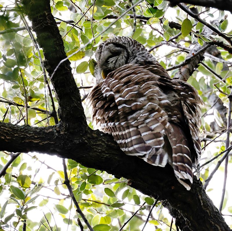 Barred Owl 
