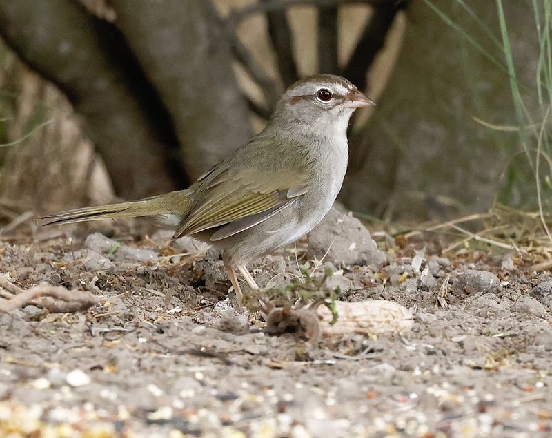 Olive Sparrow