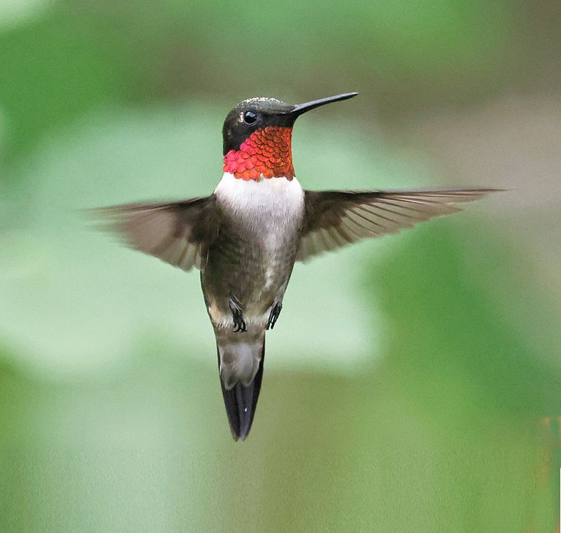Ruby-throated Hummingbird 