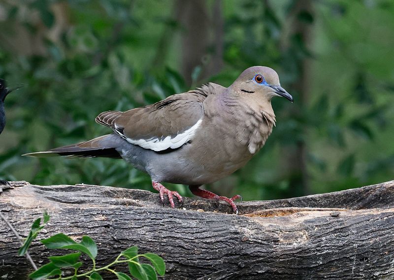 White-winged Dove 