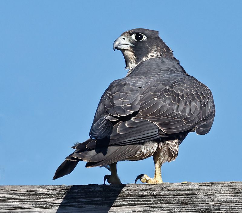 falcons