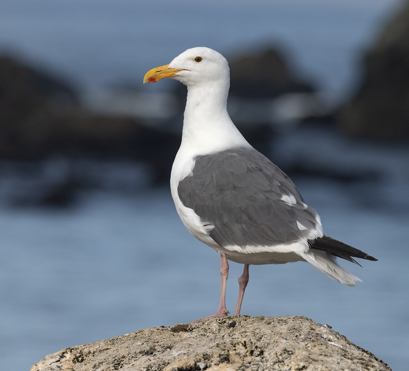 gulls