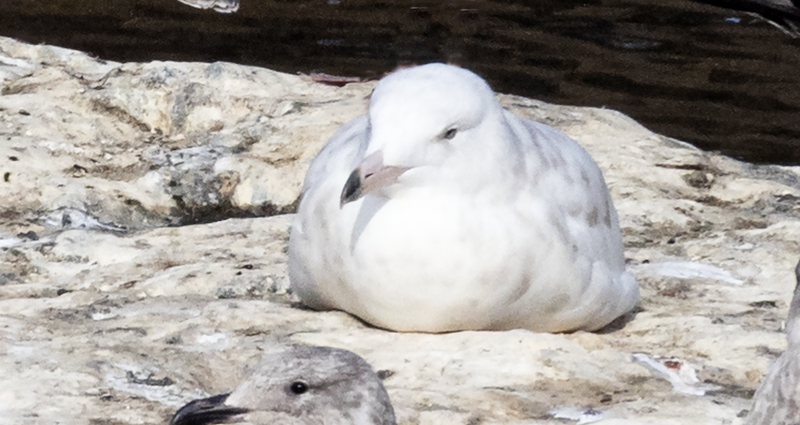 Glaucous Gull