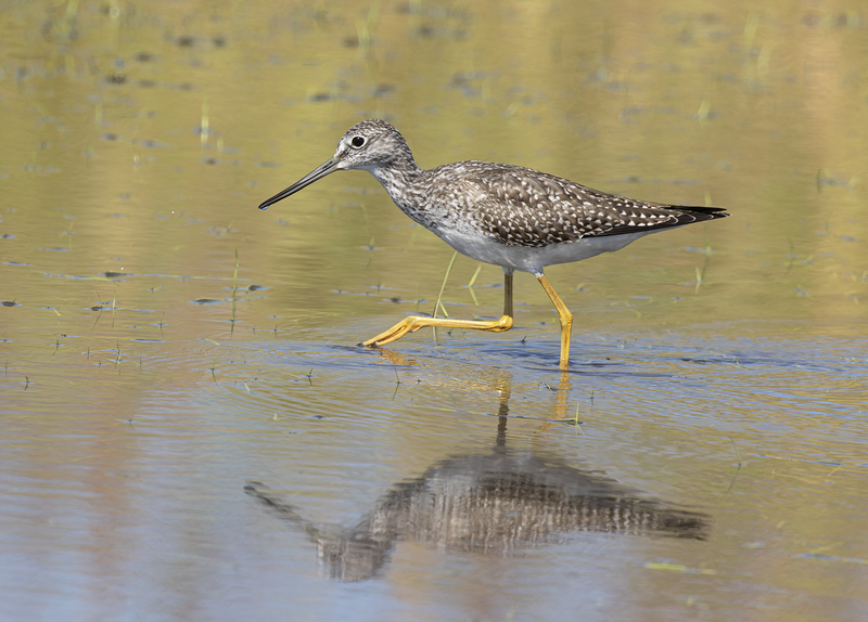 Greater Yellowlegs
