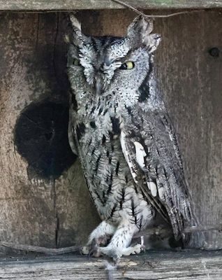 Western Screech Owl 