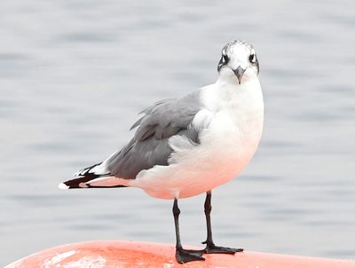 Franklin's Gull 