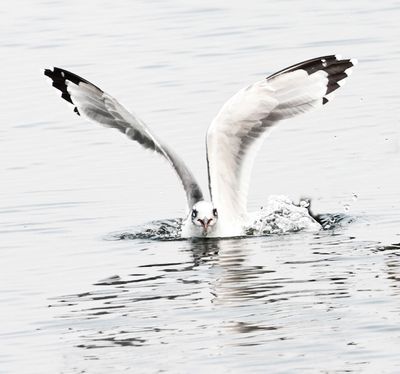 Franklin's Gull 