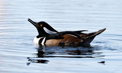 Hooded Merganser 