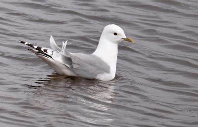 shortbilled_gull