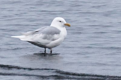 shortbilled_gull