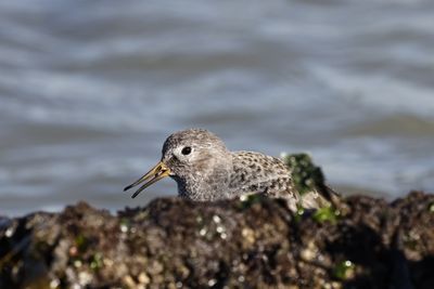 Rock Sandpiper