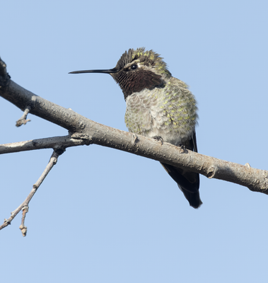 Anna's Hummingbird Cohasset 14 April 2023.png