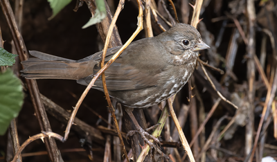 Fox Sparrow 