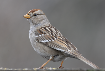 White-crowned Sparrow 