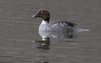 Common Goldeneye