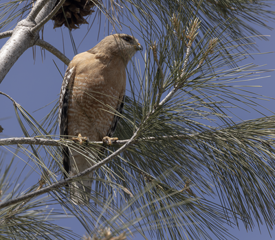 Red-Shouldered Hawk 