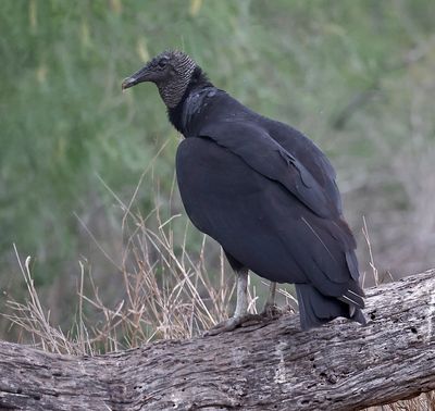 Black Vulture 