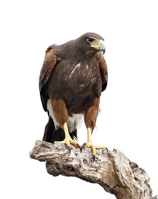 Harris's Hawk