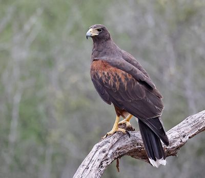 Harris's Hawk