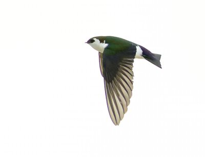 violetgreen_swallow