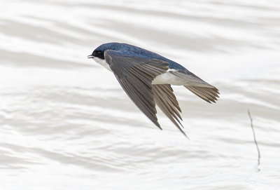 Tree Swallow 