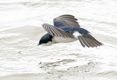 Tree Swallow