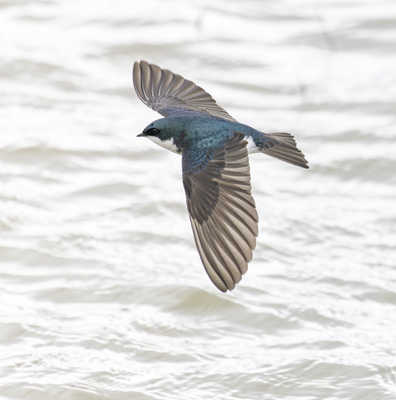 tree_swallow