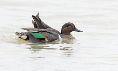greenwinged_teal