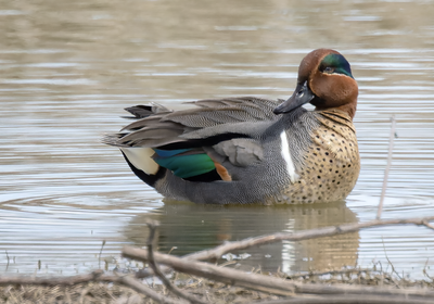 Green-winged Teal