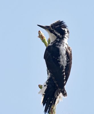 American Three-toed Woodpecker
