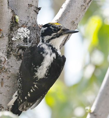 american_threetoed_woodpecker