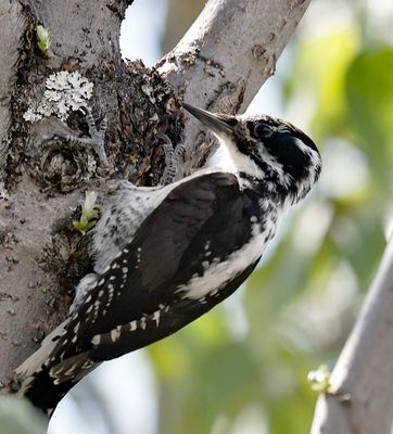 american_threetoed_woodpecker