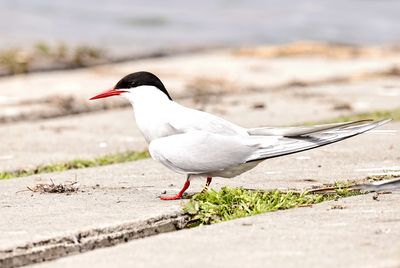 Arctic Tern 
