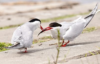 Arctic Tern Courtship