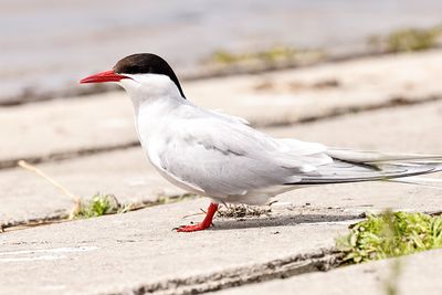 Arctic Tern